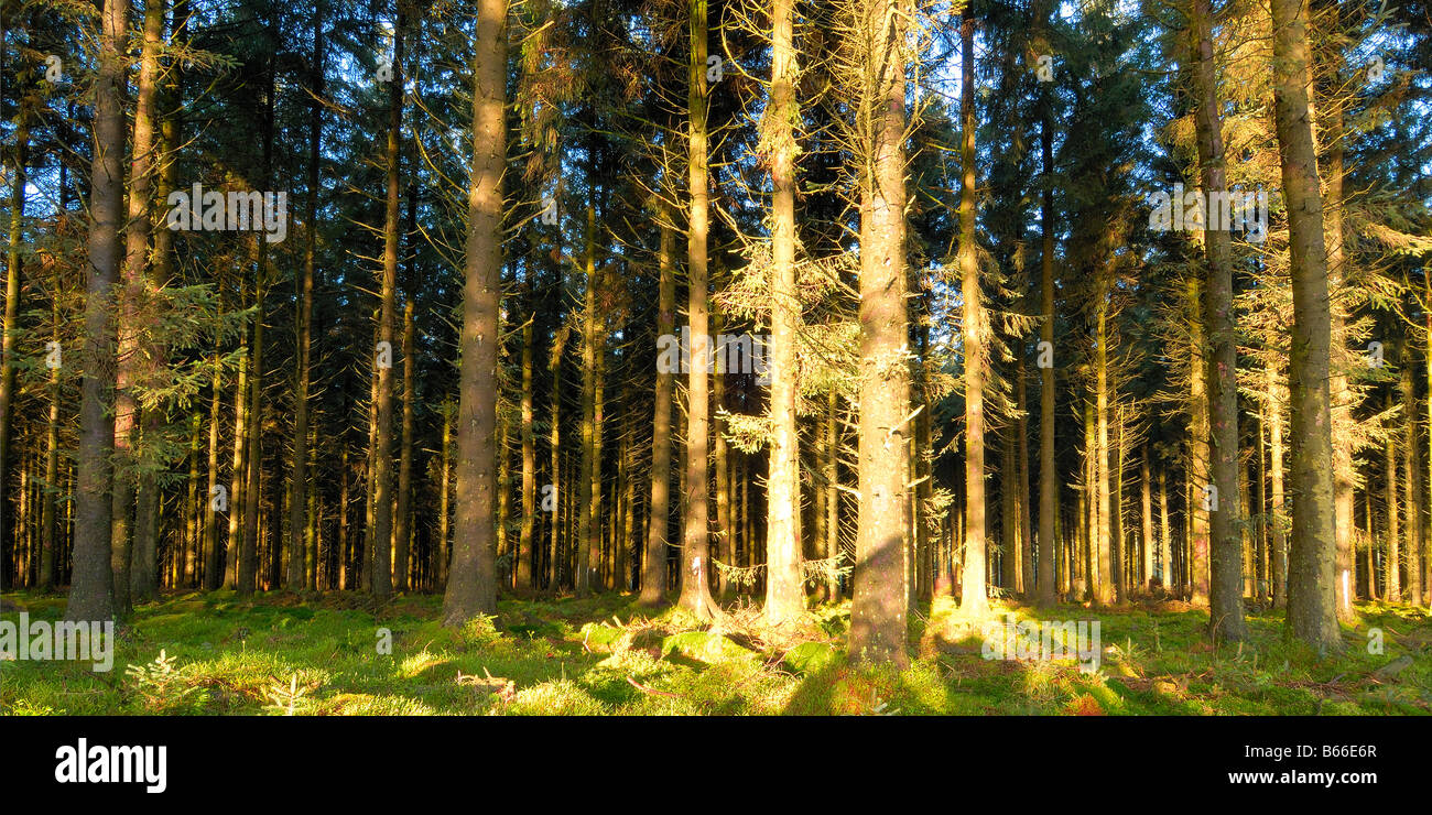 Dense woodland illuminated with strong early morning sunlight Stock Photo