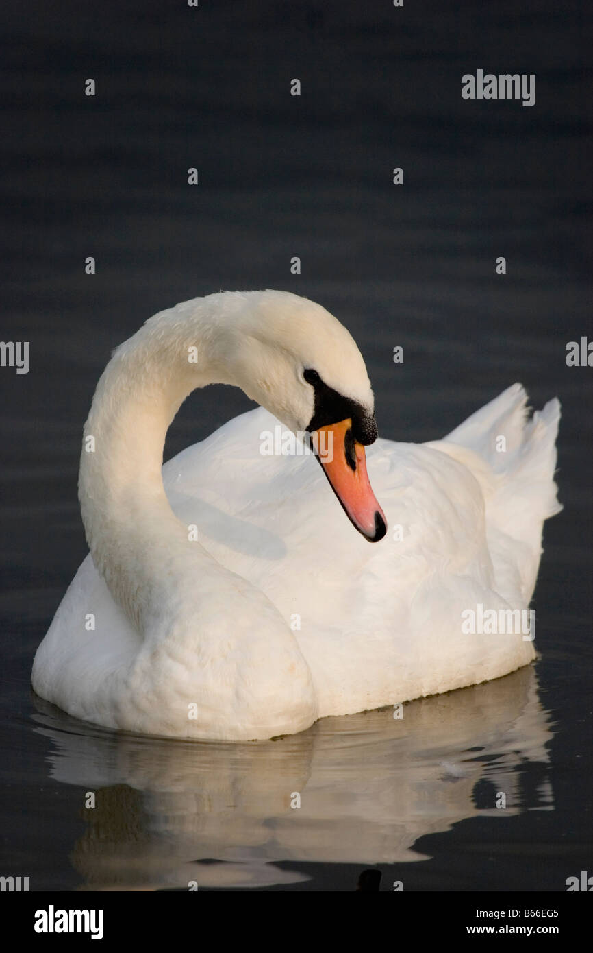 Mute swan, England, UK Stock Photo Alamy