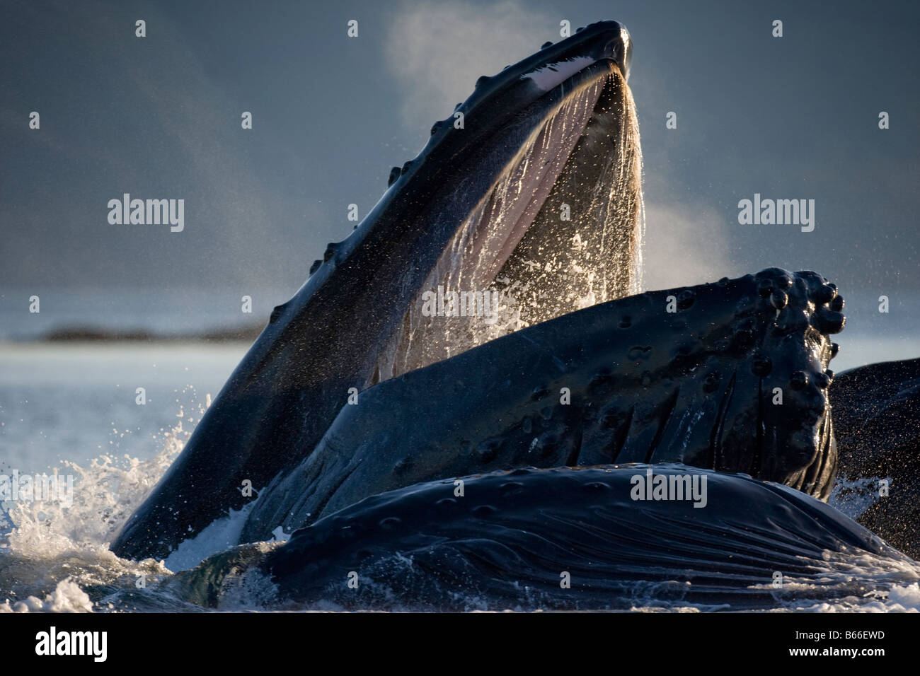 Humpback whale bubble nets hi-res stock photography and images - Alamy