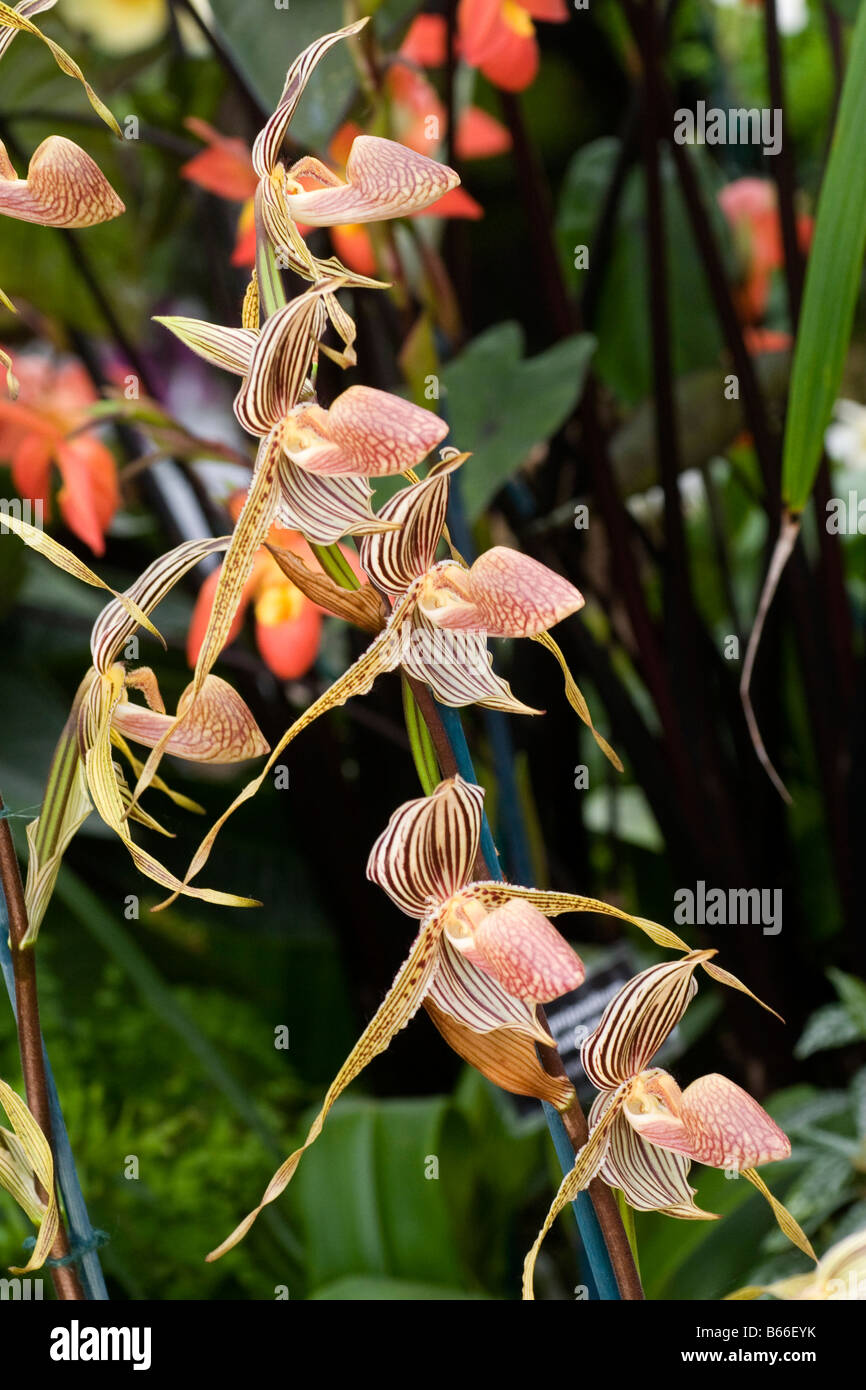 Orchid Paphiopedilum 'Bal Royal' Stock Photo