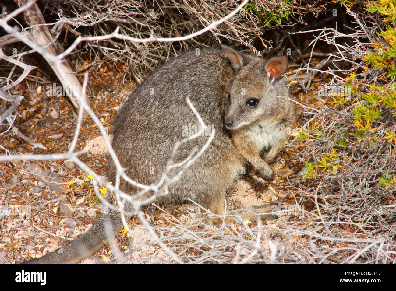 a wallaby on west wallabi island on the abrolhos island chain Stock Photo