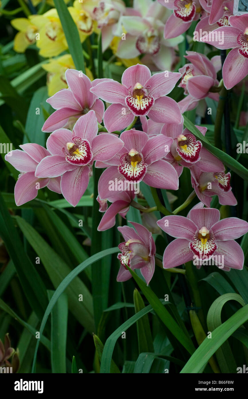 Orchid Cymbidium Rievaulx 'Cooksbridge' AM/RHS Stock Photo