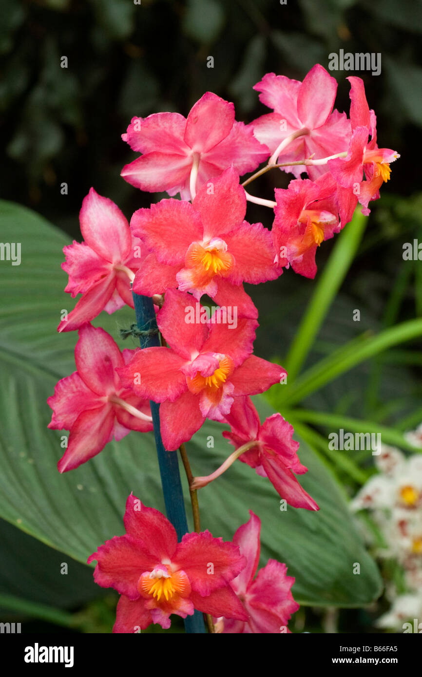 Orchid Odontioda Marmotier Stock Photo