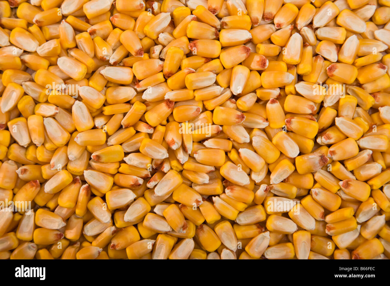 Heap of corn Stock Photo