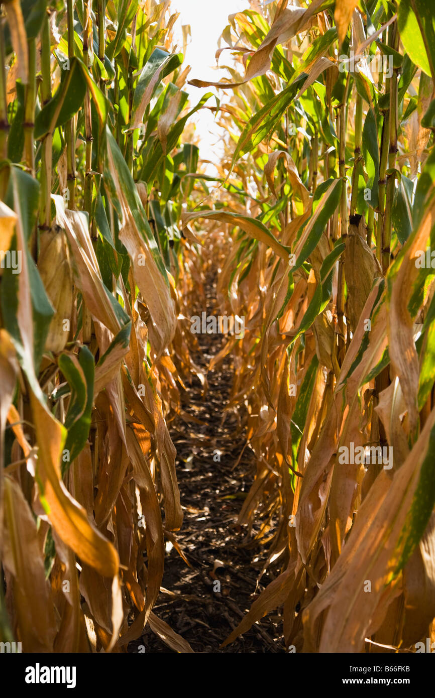 Corn field crop cornfield hi-res stock photography and images - Alamy