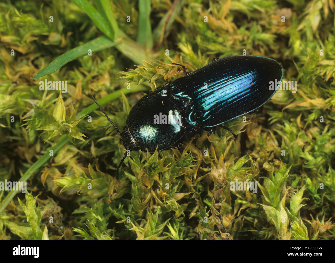 An adult metallic blue click beetle Selatosmosus aeneus on moss Stock Photo