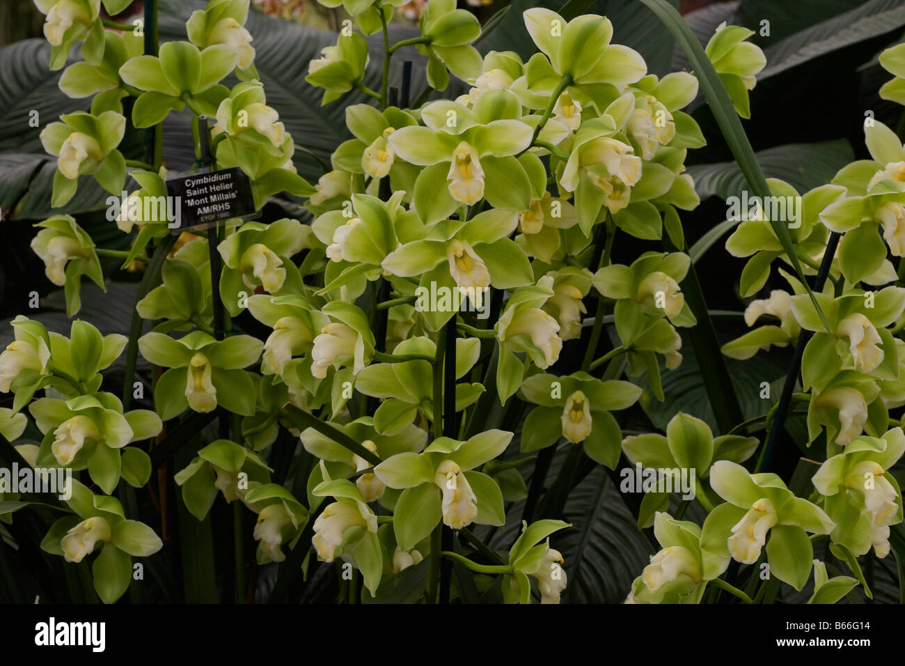 Orchid Cymbidium Saint Helier 'Mont Millais' AM/RHS Stock Photo