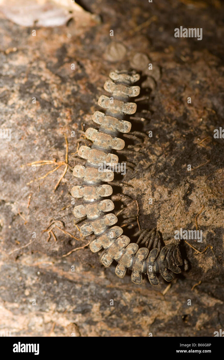 Flat Backed Millipede (Polydesmida spp) - Sandakan, Sabah, Borneo, Malaysia Stock Photo
