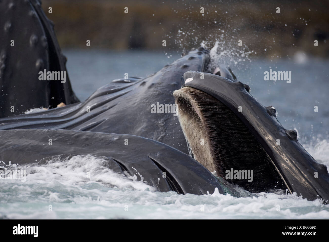 USA Alaska Angoon Humpback Whales Megaptera novaengliae open mouths as they lunge through water while bubble net feeding Stock Photo