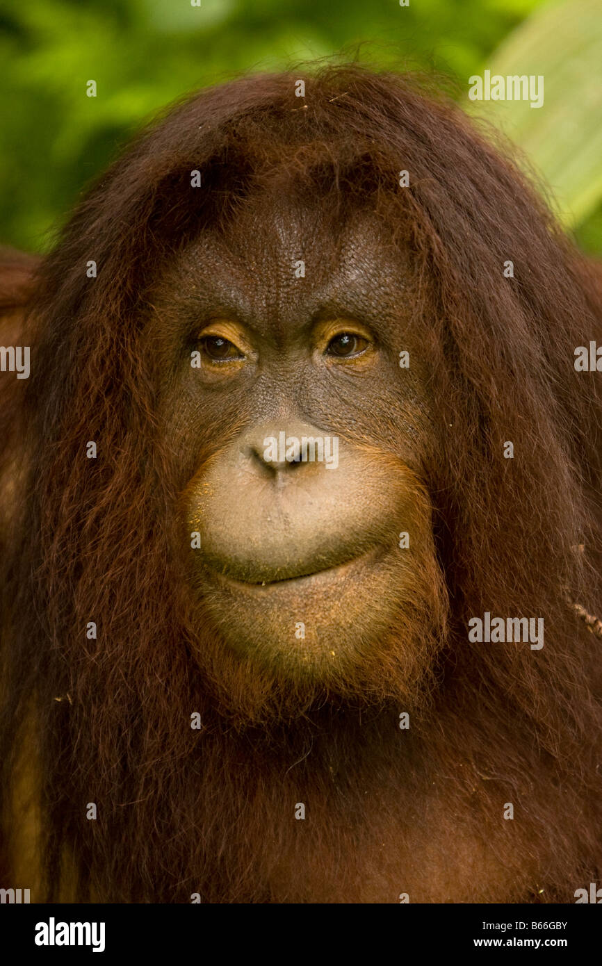 Orangutan (Pongo pygmaeus) - Kinabalu National Park, Borneo, Malaysia Stock Photo