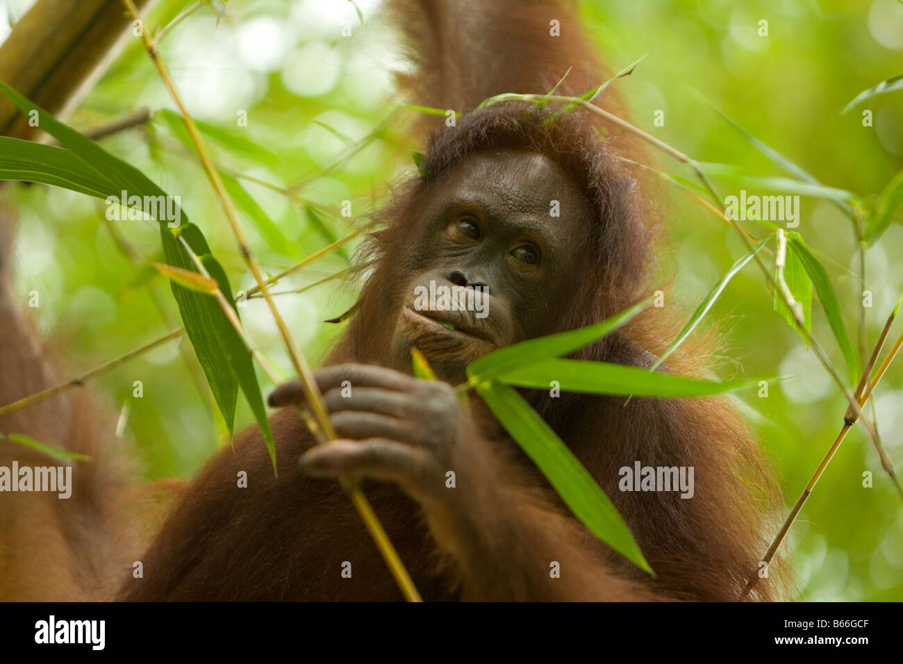 Orangutan (Pongo pygmaeus) - Sepilok Orangutan Rehabilitation Centre , Sandakan , Sabah , Borneo , Malaysia Stock Photo