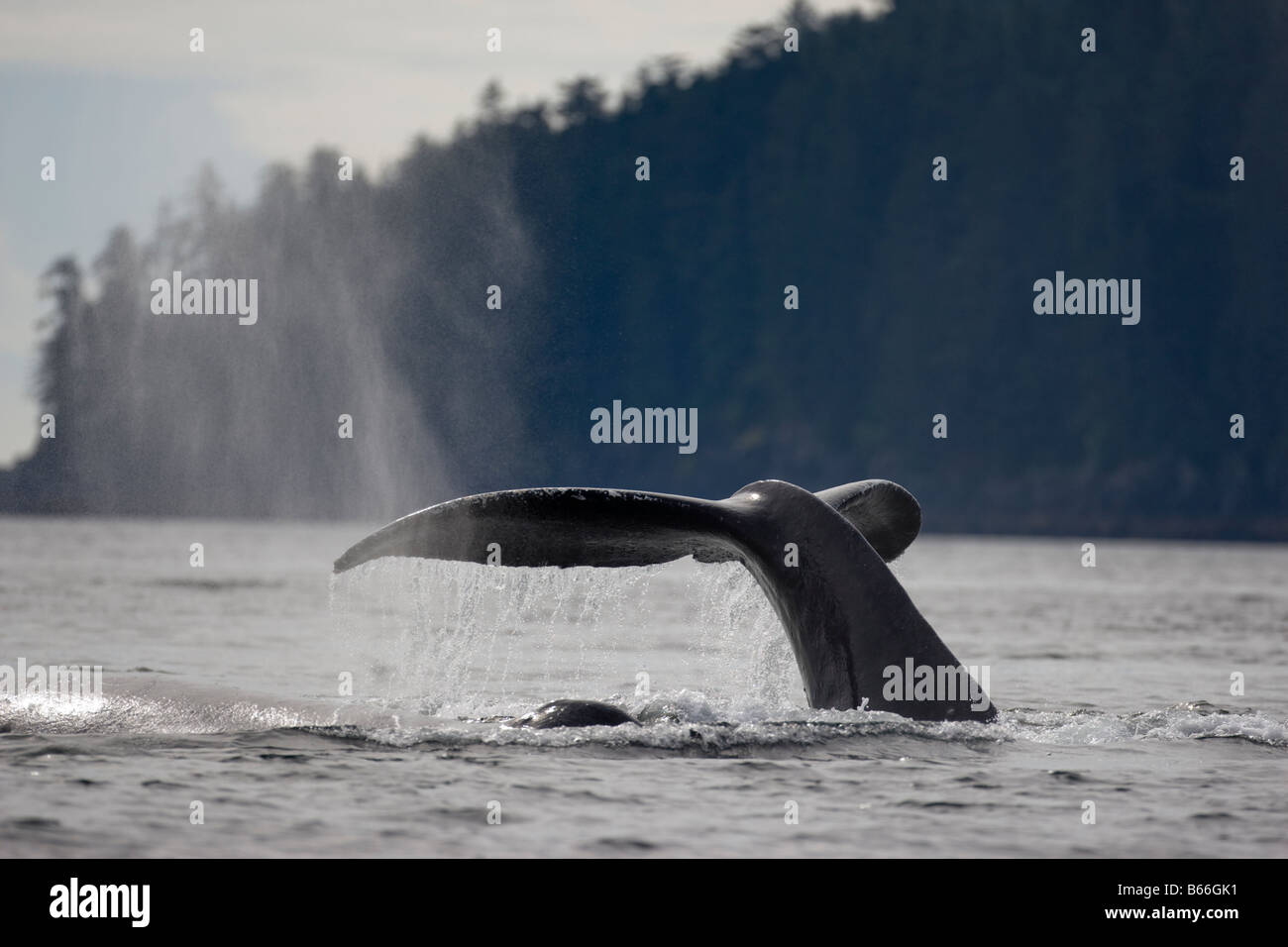 USA Alaska Humpback Whale Megaptera novaengliae raising tail while sounding in Chatham Strait Stock Photo