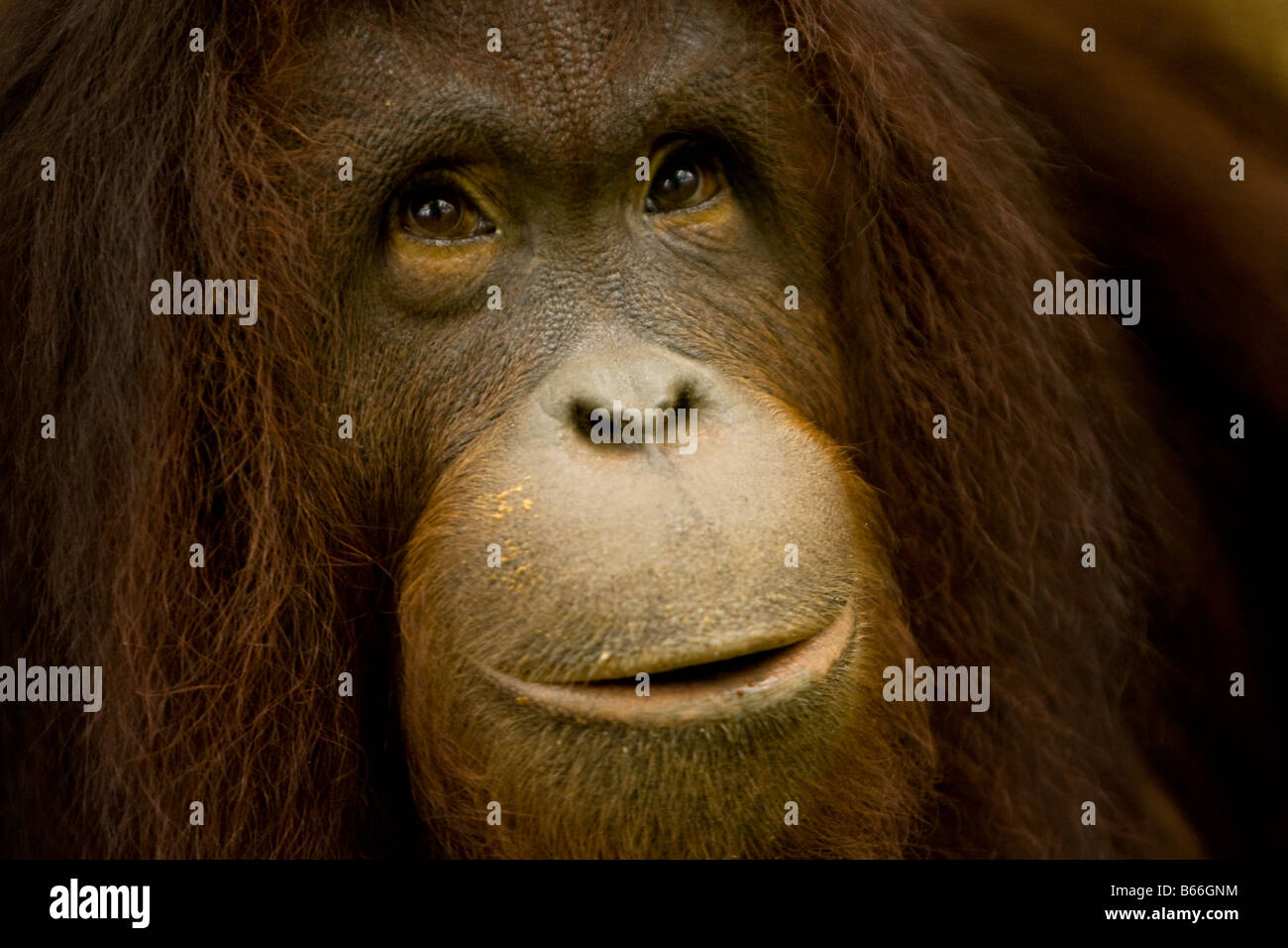 Orangutan (Pongo pygmaeus) - Kinabalu National Park Stock Photo