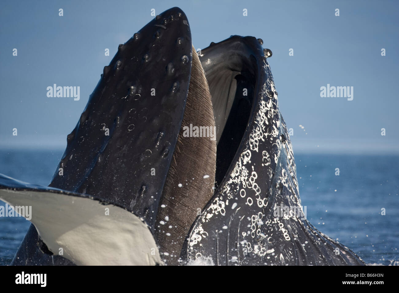 Humpback whale bubble nets hi-res stock photography and images - Alamy