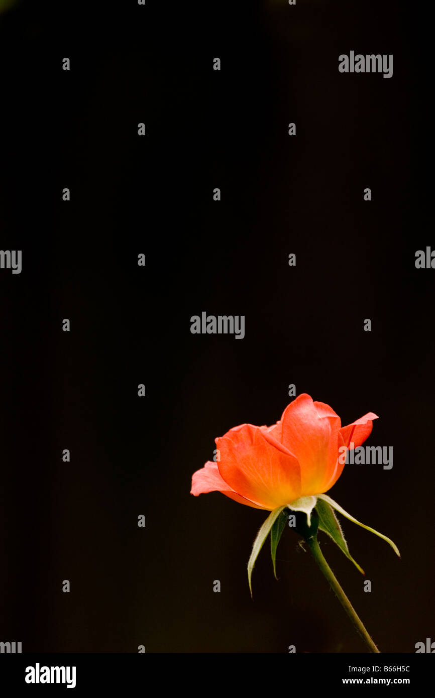 England dog rose hires stock photography and images Alamy