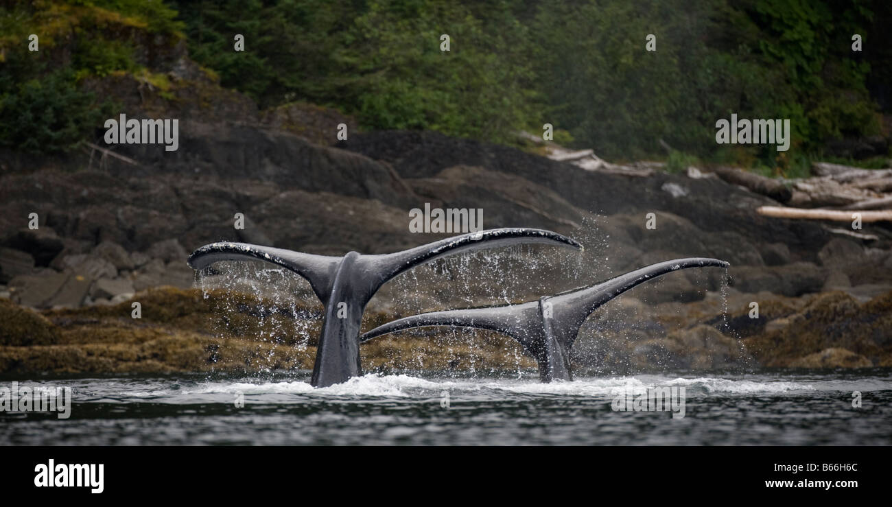USA Alaska Humpback Whales Megaptera novaengliae raising their tail flukes while diving in Chatham Strait Stock Photo