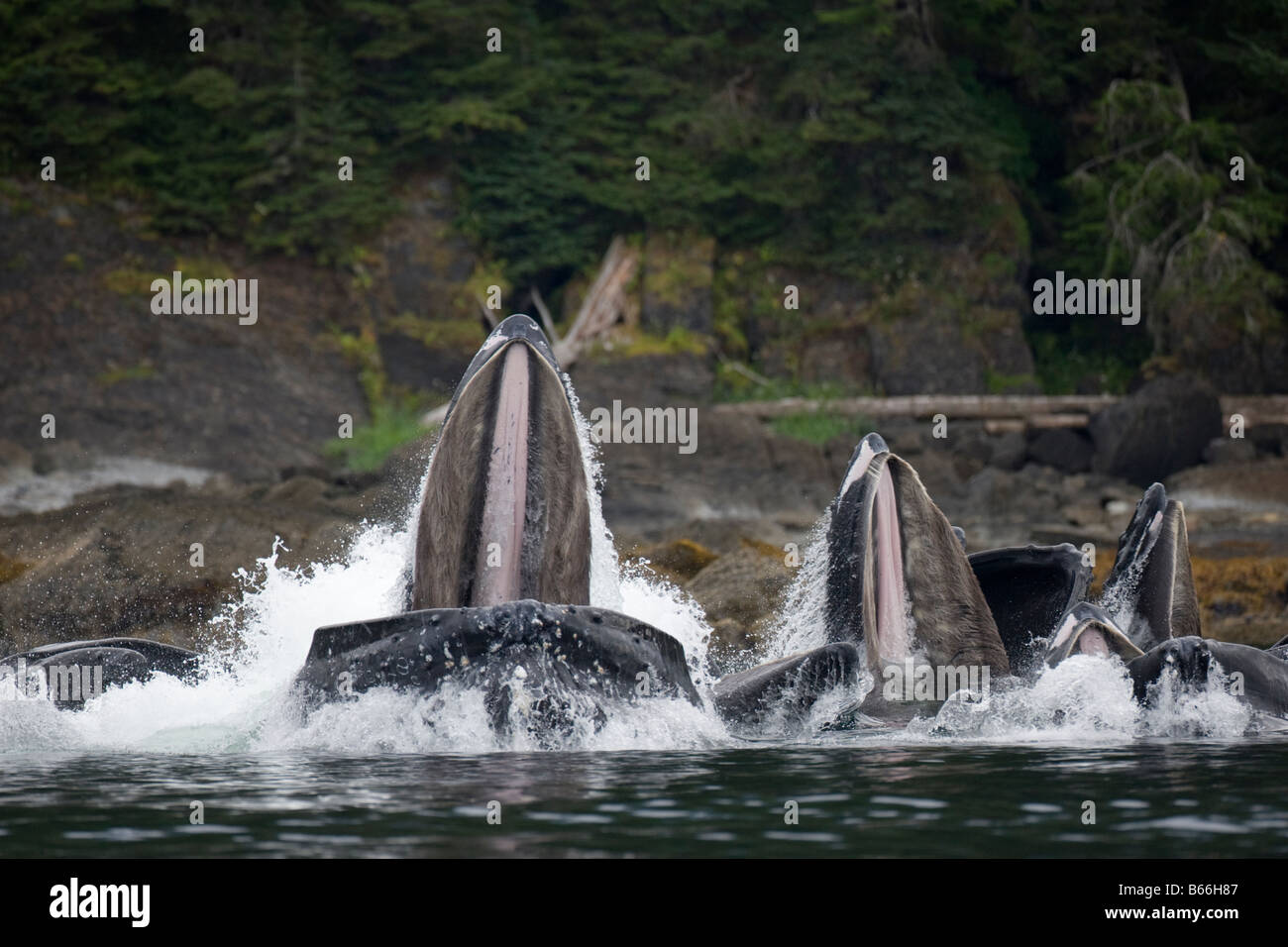 Humpback whale bubble nets hi-res stock photography and images - Alamy
