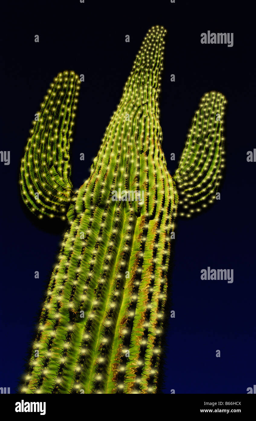 Saguaro cactus with Christmas lights Stock Photo - Alamy