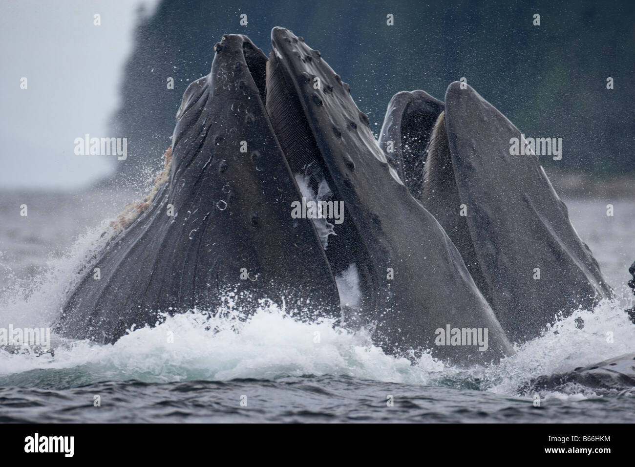 USA Alaska Angoon Humpback Whales Megaptera novaengliae open mouths as they lunge through water while bubble net feeding Stock Photo