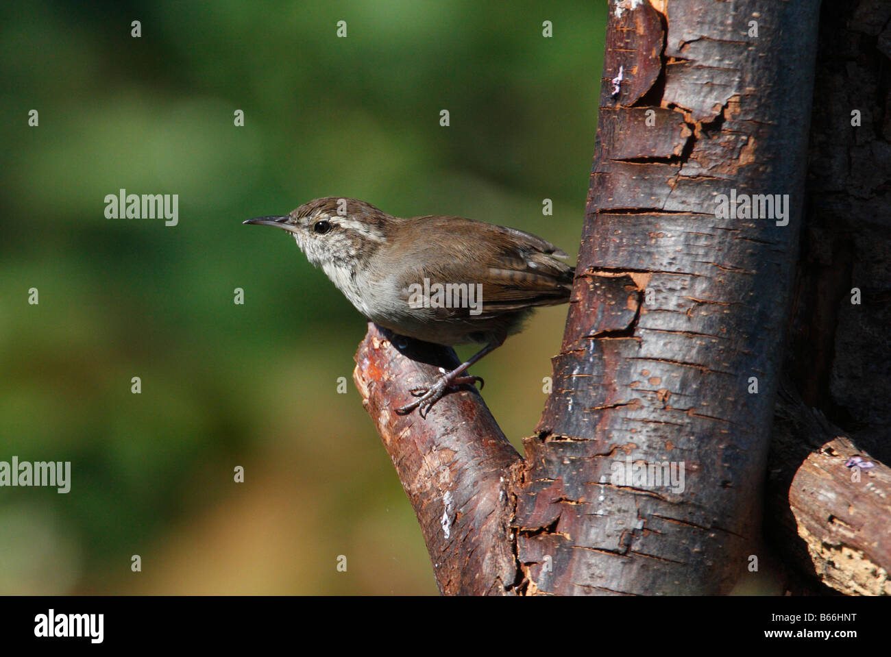 Bewick's Wren Thryomanes bewickii perched on tree branch in north Nanaimo Vancouver Island BC Canada in September Stock Photo