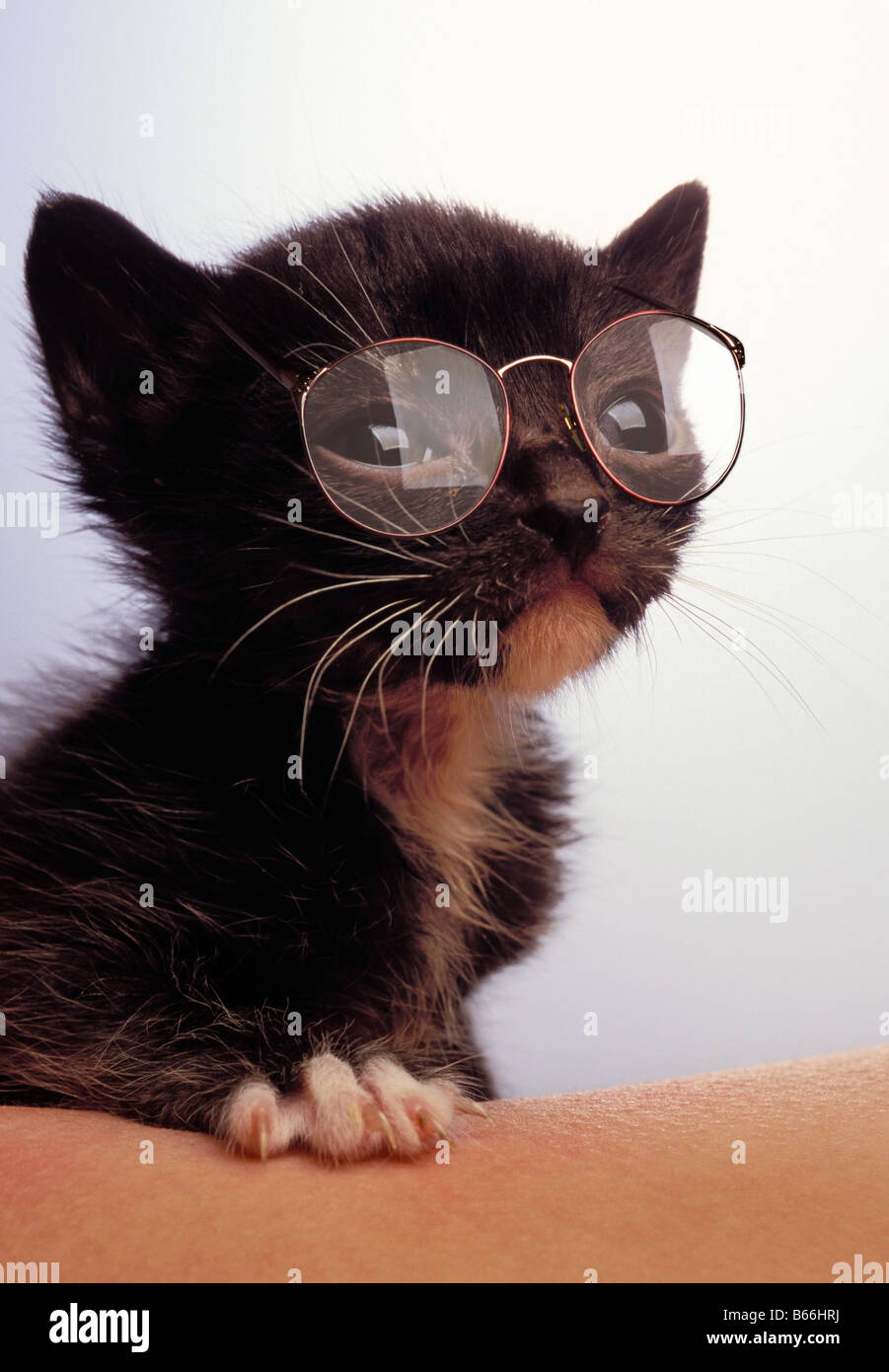 cats wearing glasses