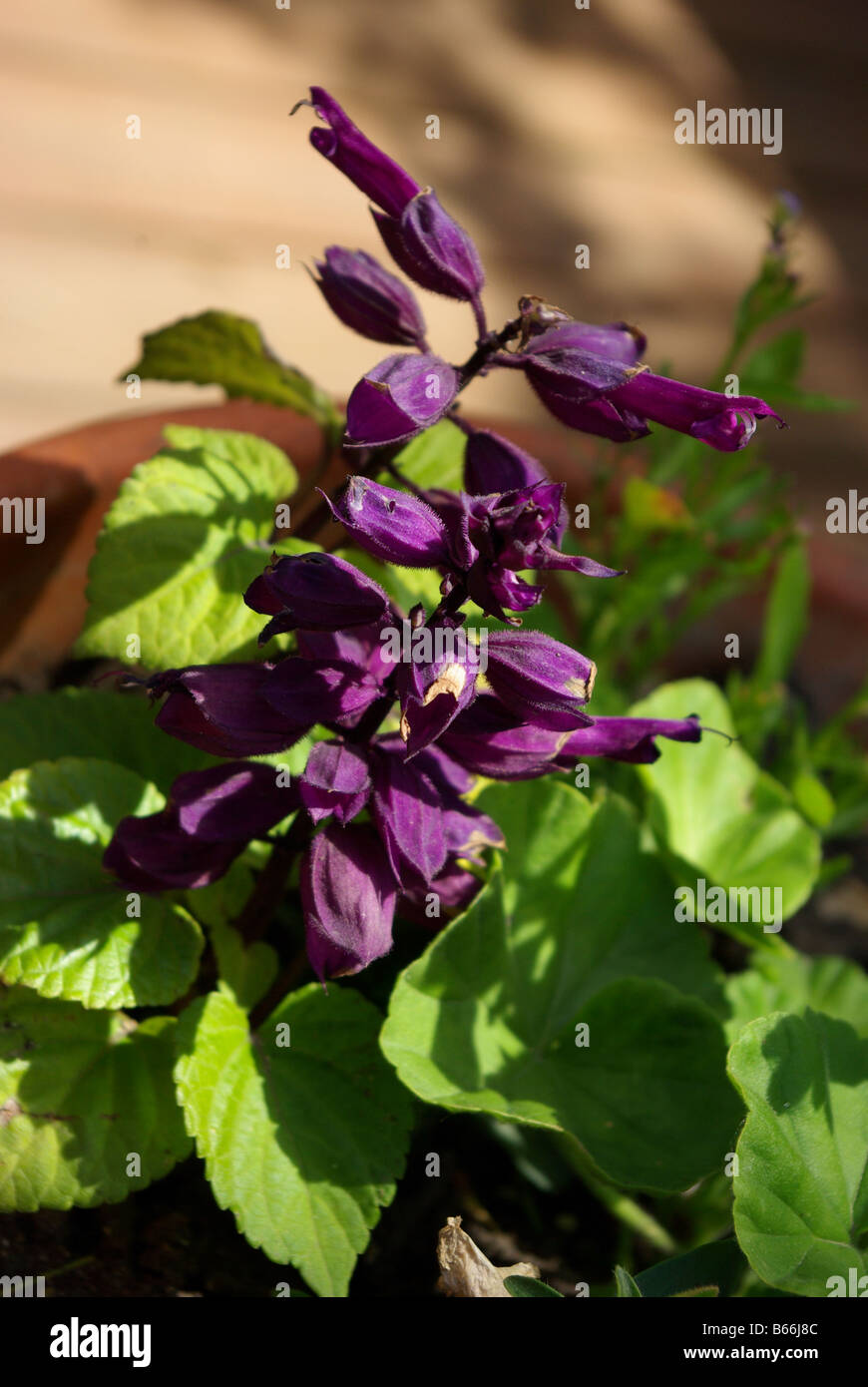 Potted blooms hi-res stock photography and images - Alamy