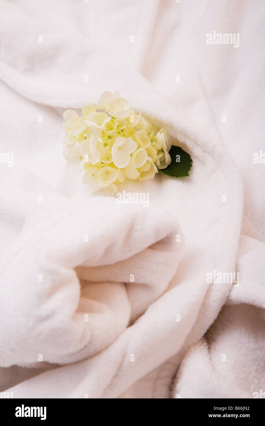 White hydrangea on folded bathrobe Stock Photo