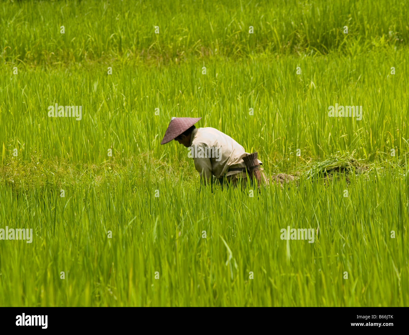 The rice harvest in northern laos hi-res stock photography and images ...