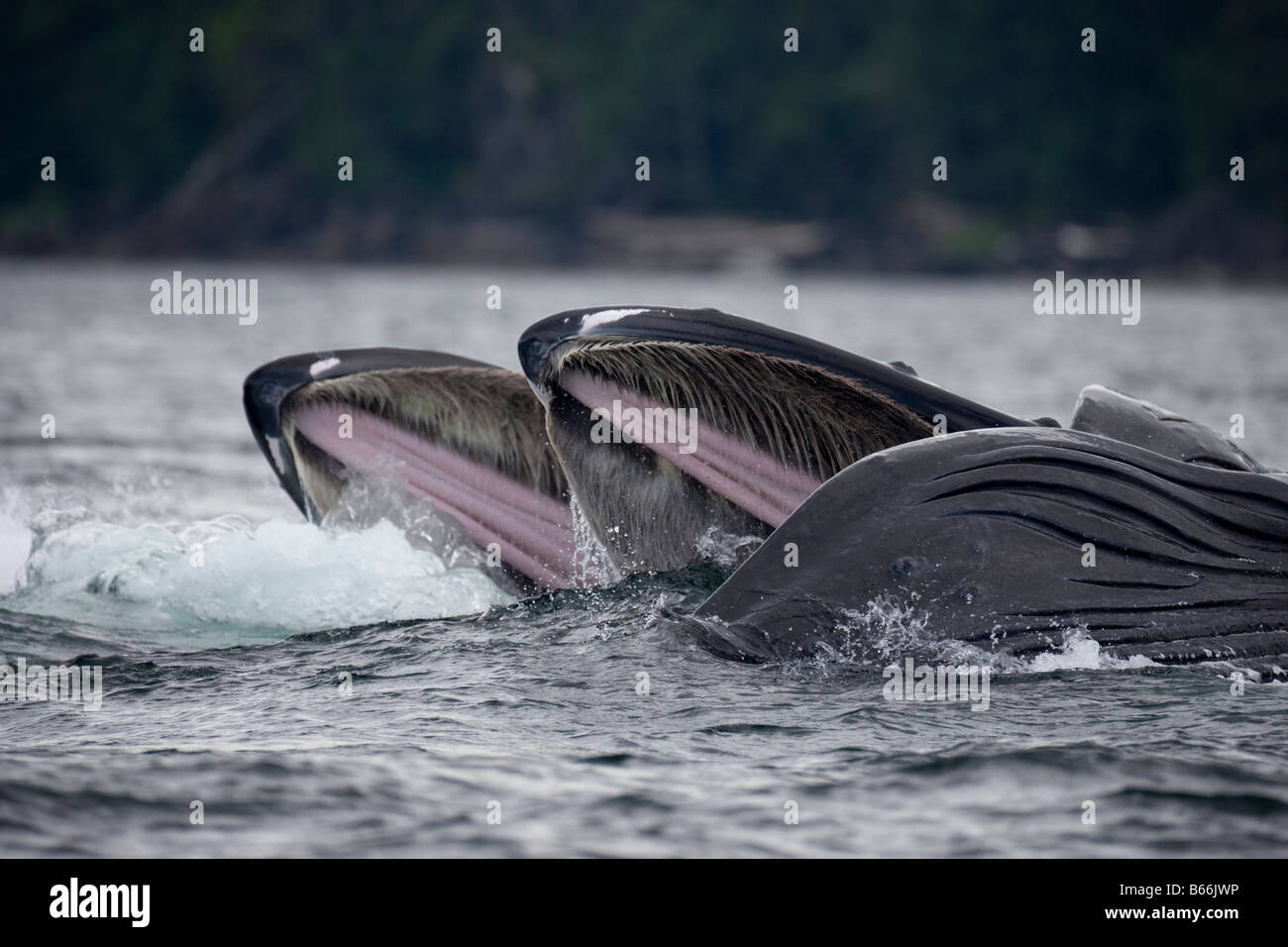 USA Alaska Angoon Humpback Whales Megaptera novaengliae open mouths as they lunge through water while bubble net feeding Stock Photo