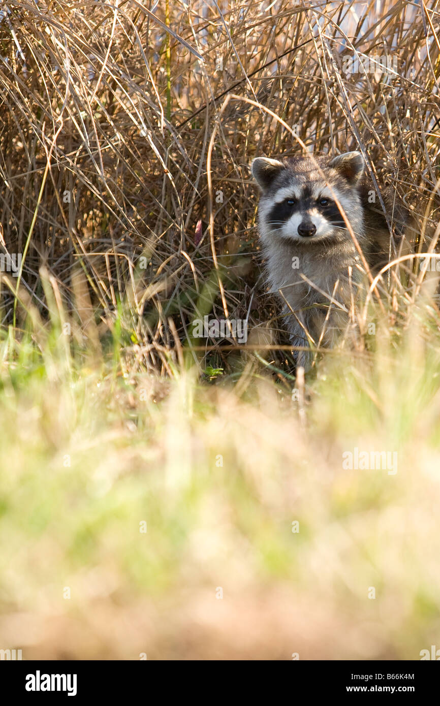 Rabid racoon in daylight Stock Photo - Alamy