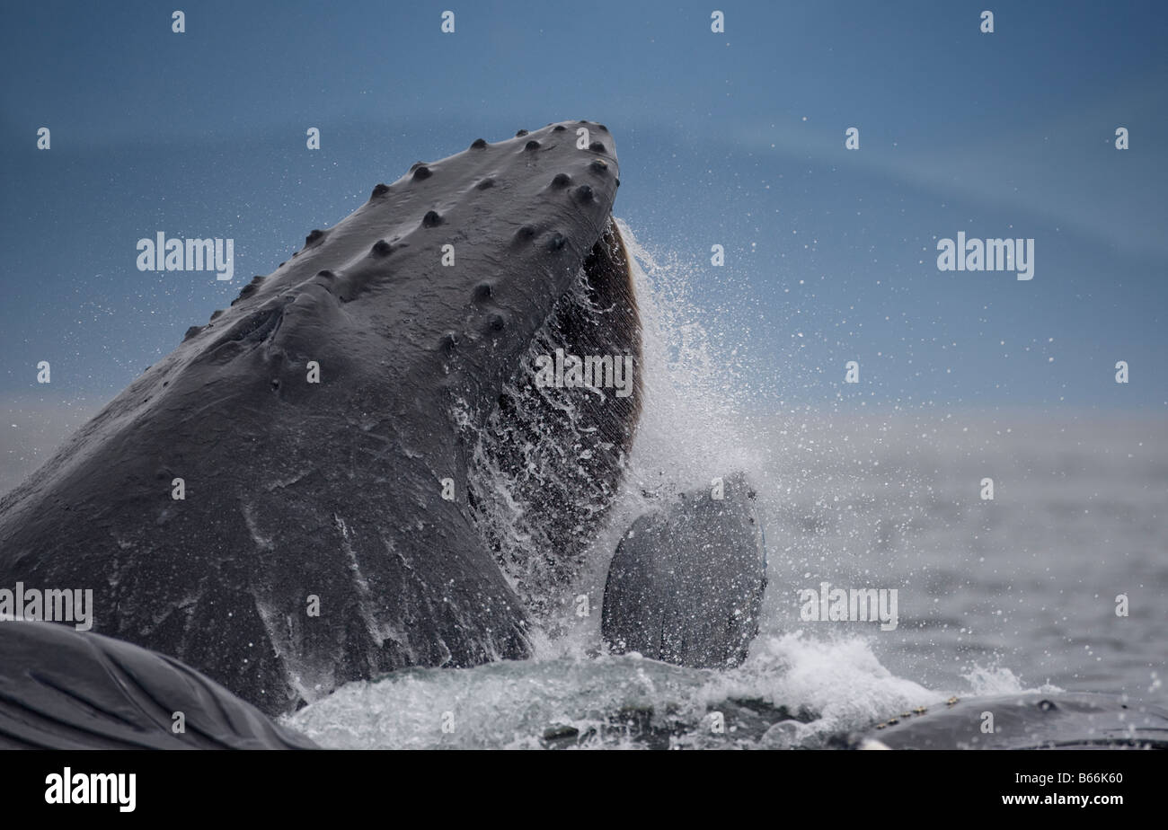 USA Alaska Hoonah Close up of Humpback Whale Megaptera novaengliae lunging from water while bubble net feeding Stock Photo