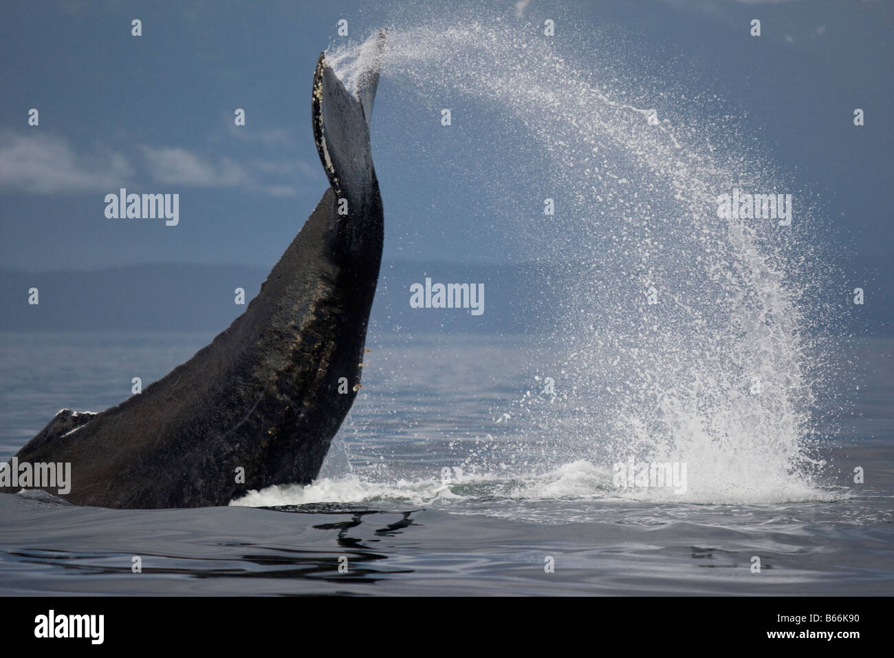USA Alaska Humpback Whale Megaptera novaengliae slapping tail in Chatham Strait Stock Photo