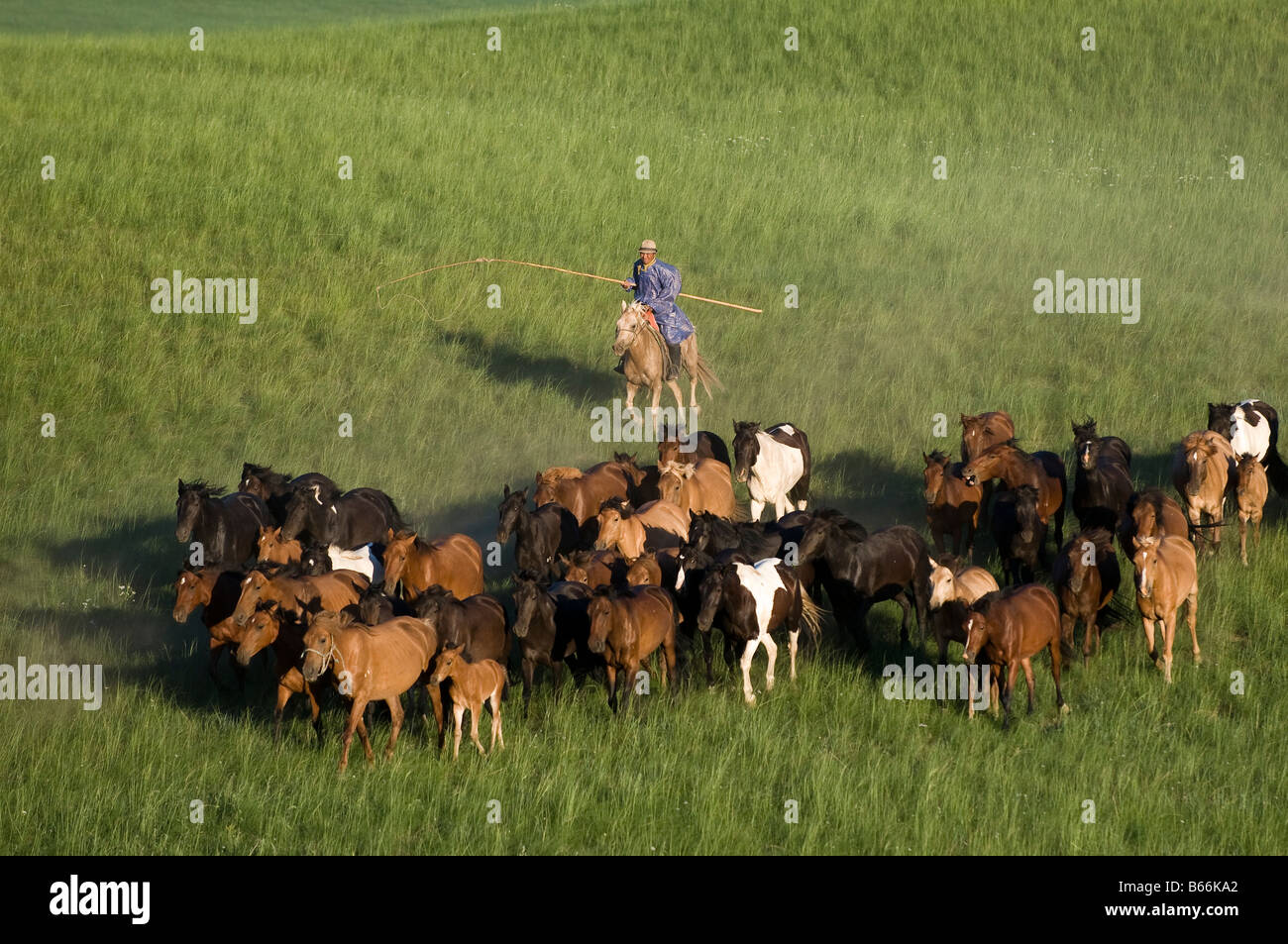 Grasslands herdsman on horseback catches horse with rope and pole urga ...