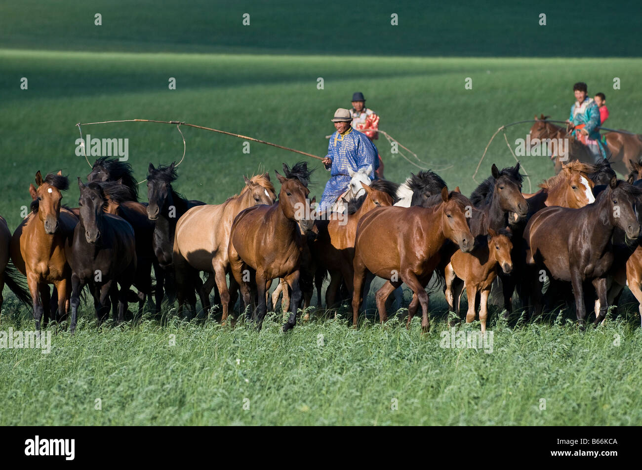Grasslands herdsman on horseback catches horse with rope and pole urga ...