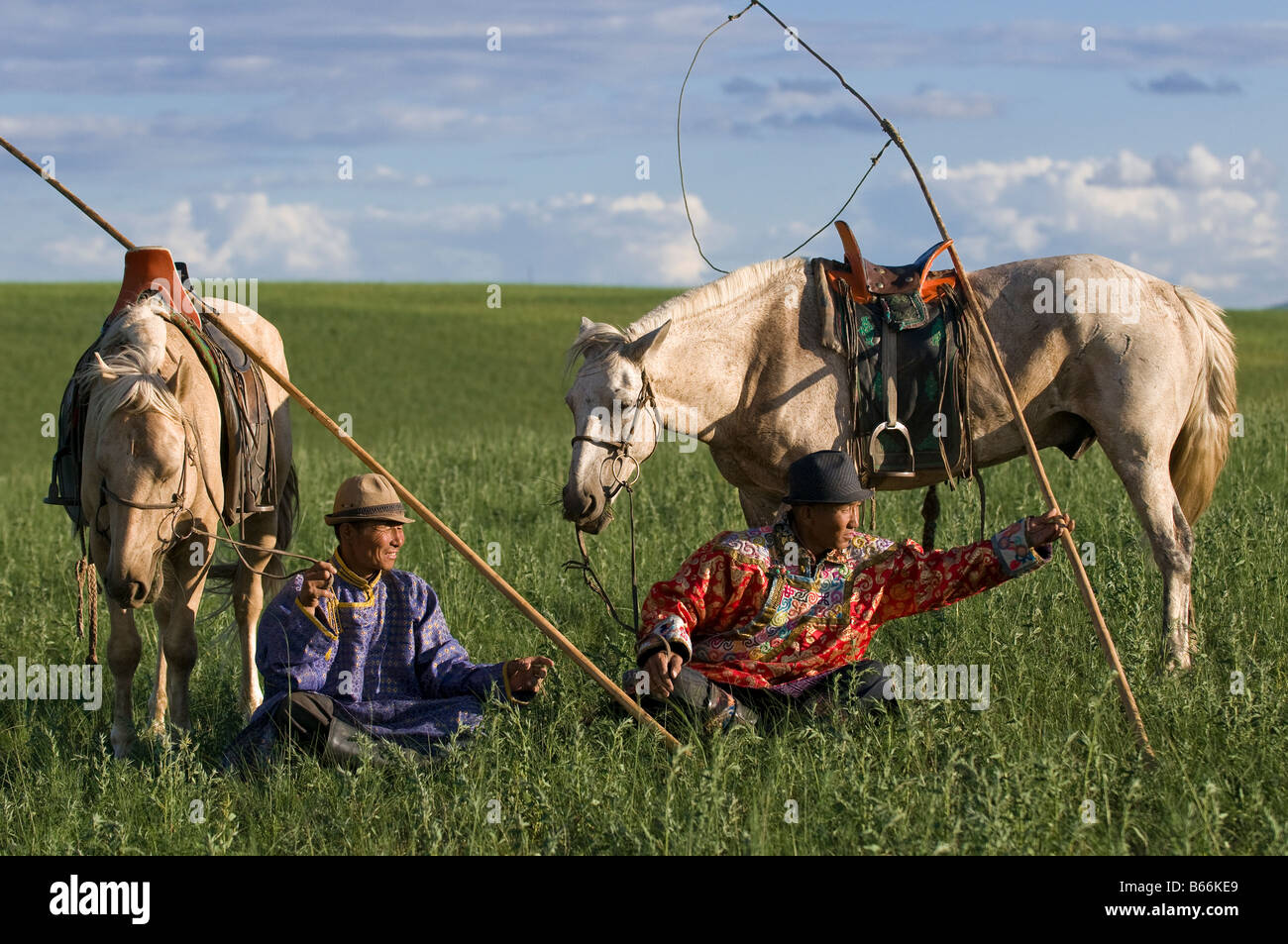Grasslands herdsman on horseback catches horse with rope and pole urga ...