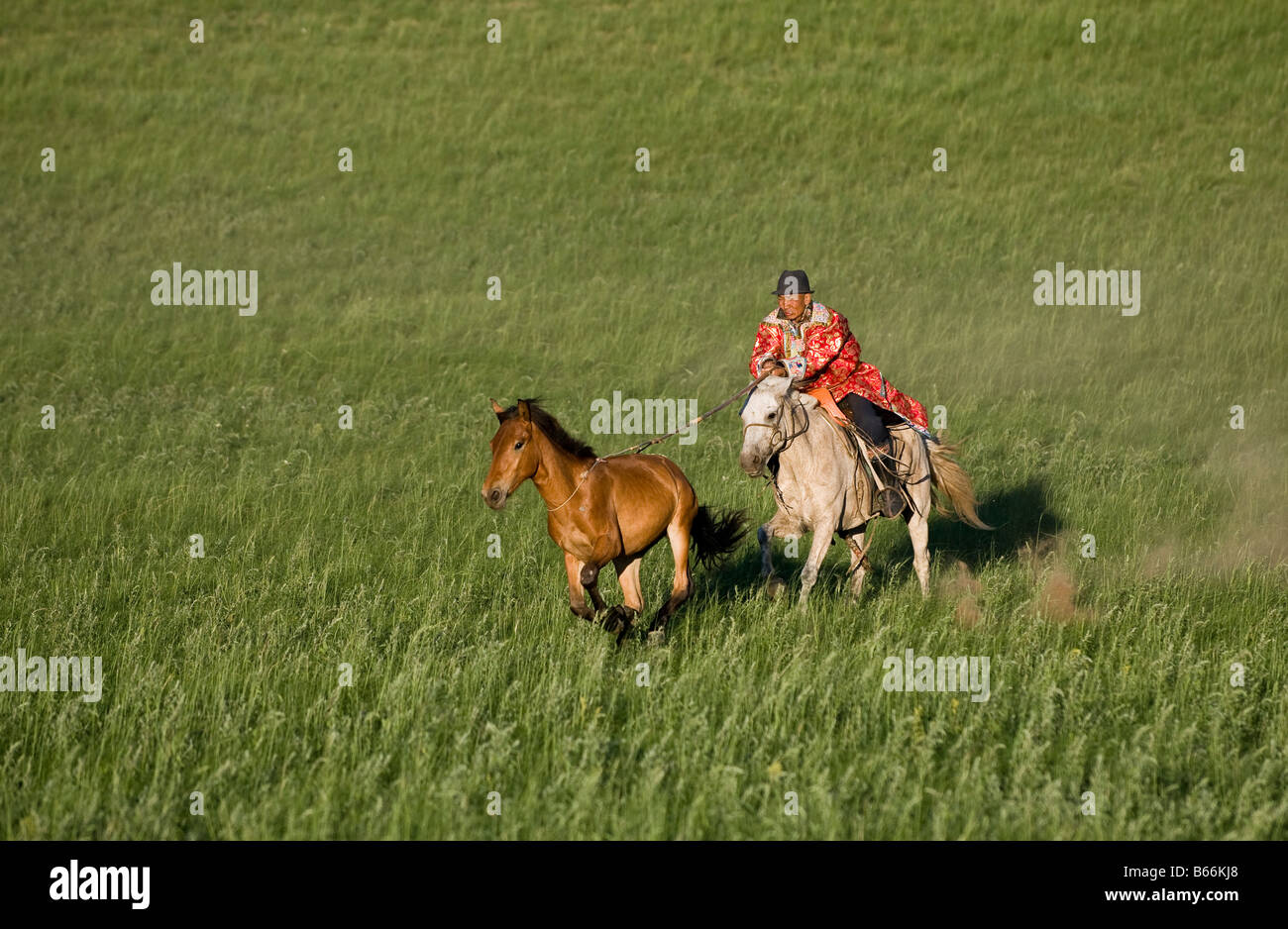 Grasslands herdsman on horseback catches horse with rope and pole urga ...