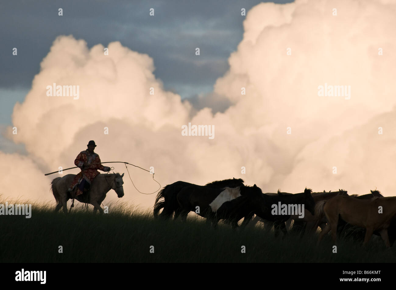 Grasslands herdsman on horseback catches horse with rope and pole urga ...
