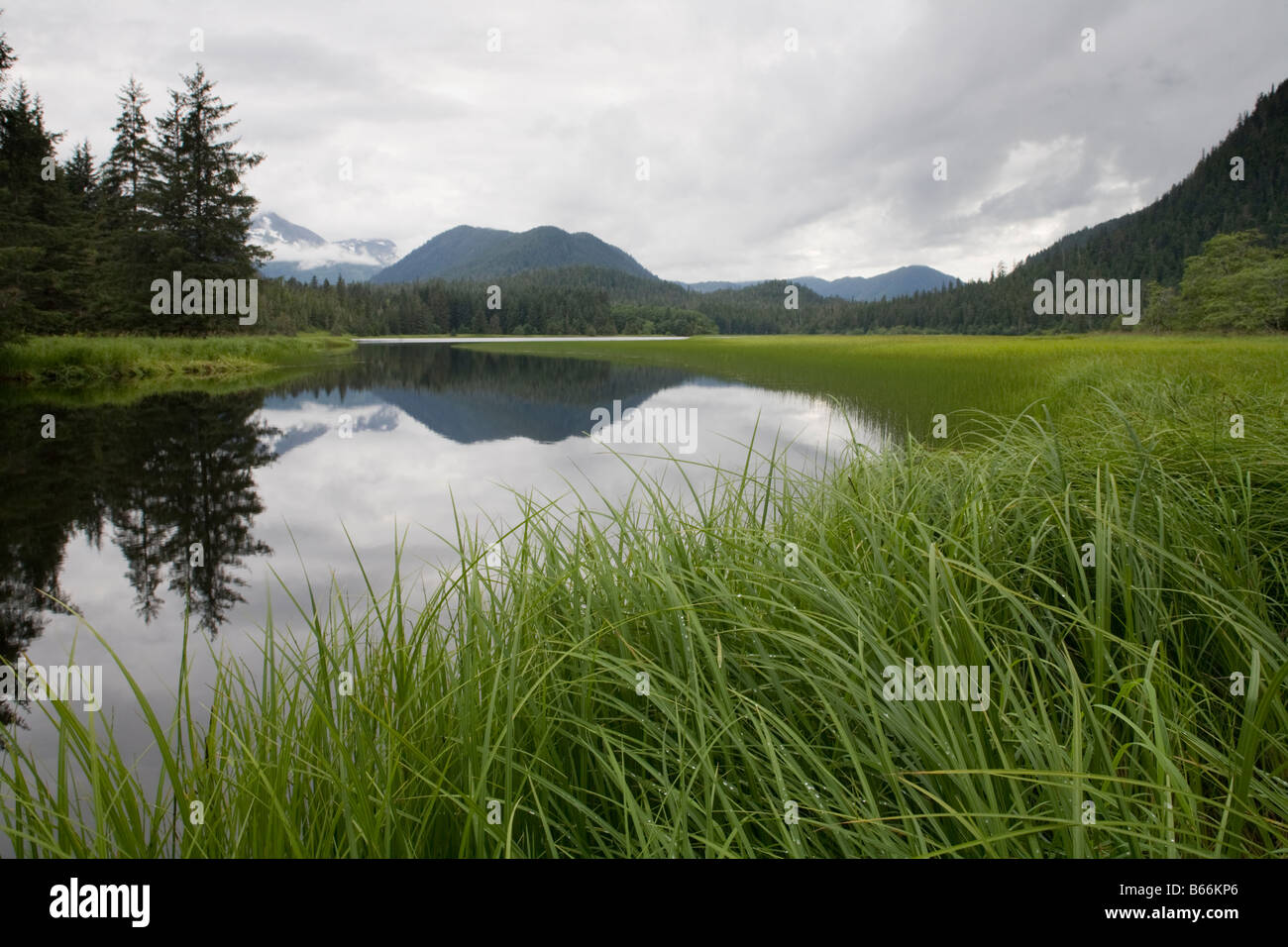 USA Alaska Chichagof Island Calm lake and lush green sedge grass meadow near Pavlof Harbor on