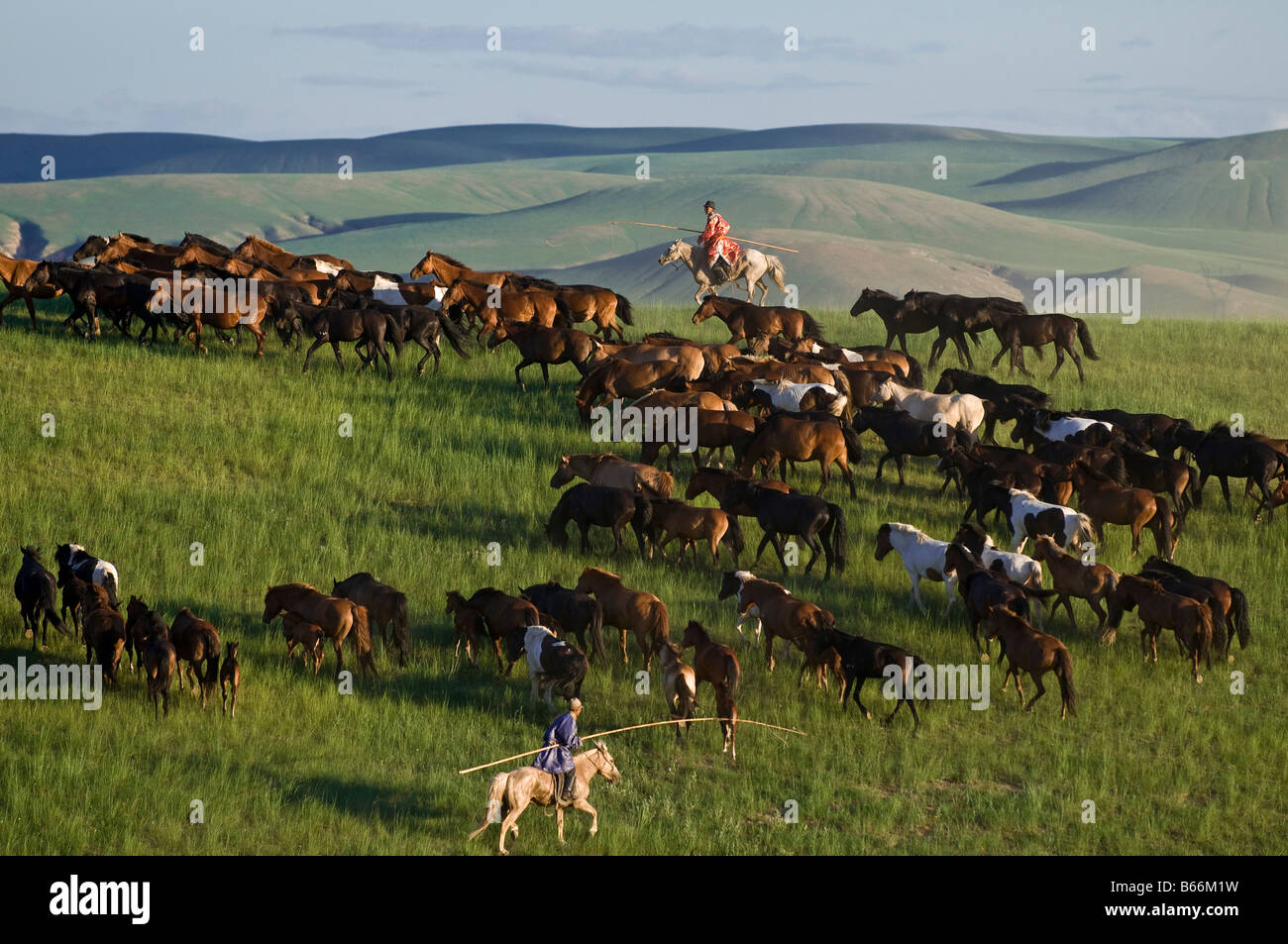 Grasslands herdsman on horseback catches horse with rope and pole urga ...