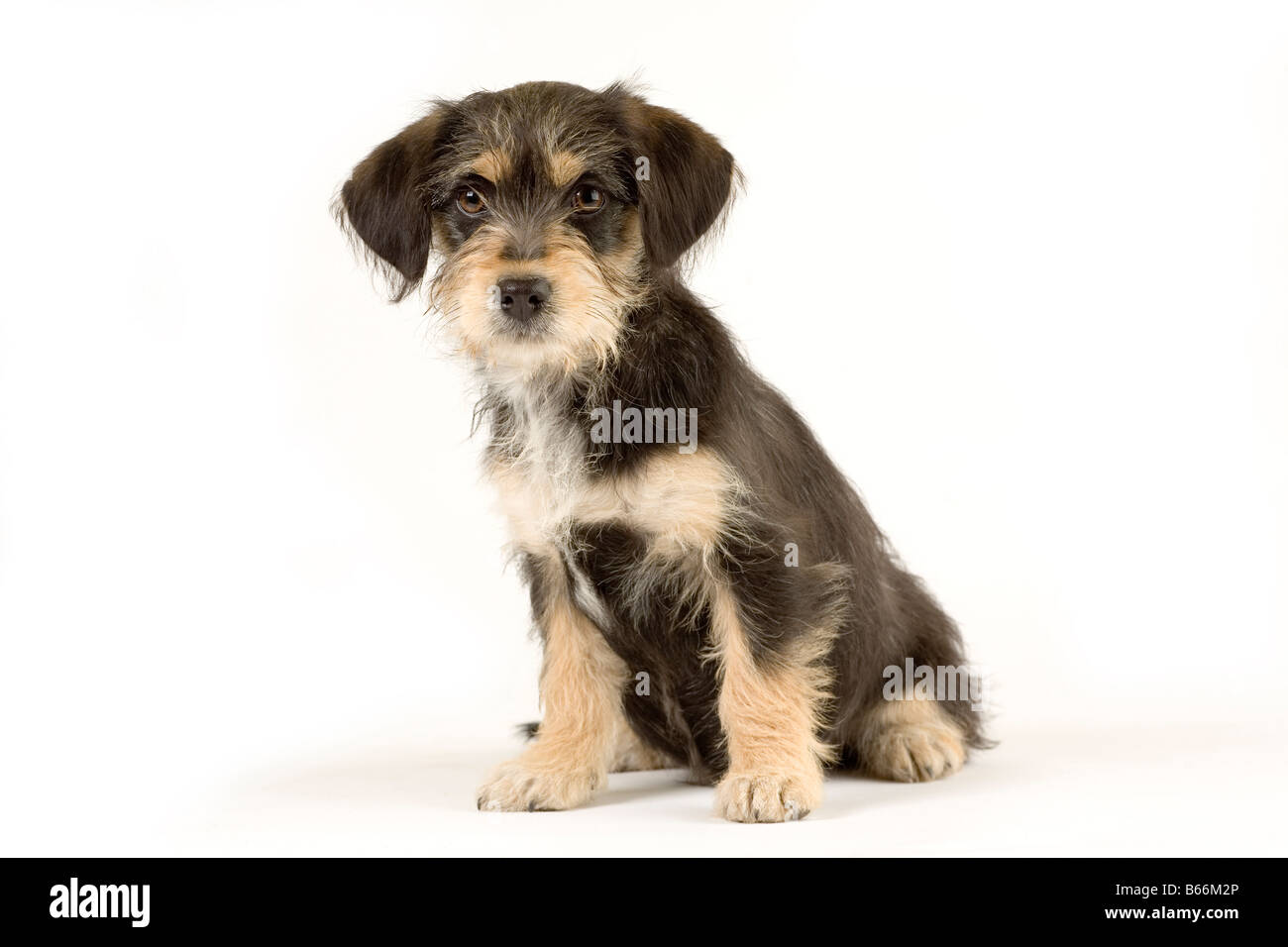 standing puppy Stock Photo