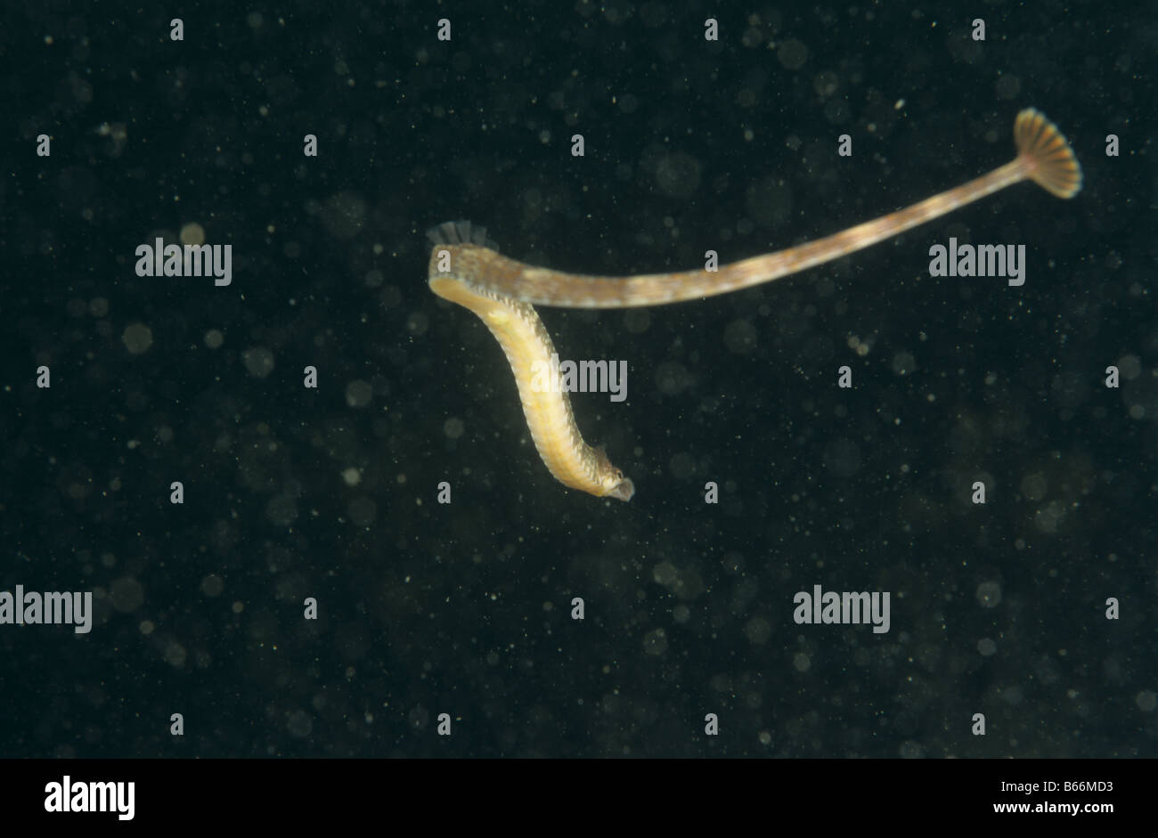 Great pipefish (Syngnathus acus), Sweden Stock Photo Alamy