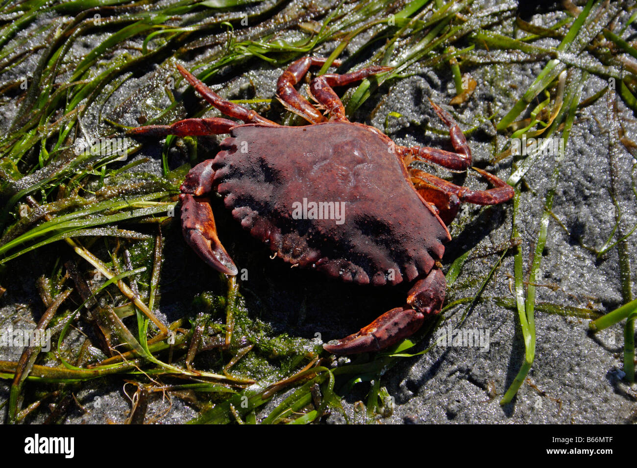 Red Rock Crab Cancer Productus in seaweed on beach at Savary Island BC in July Stock Photo