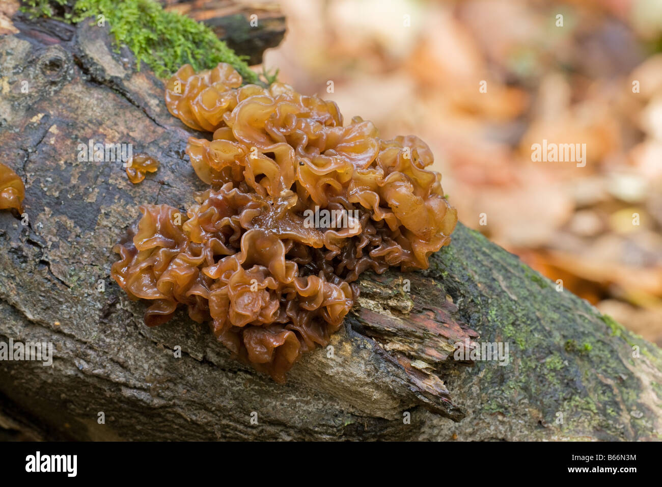 Jelly Leaf (Leafy Brain or Witches Butter) Fungi growing on a dead