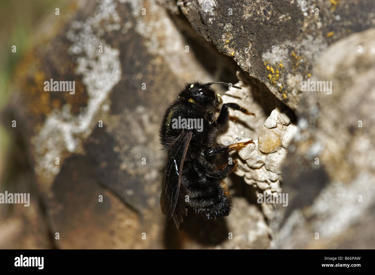Mörtelbiene Megachile Chalicodoma parietina bee Stock Photo