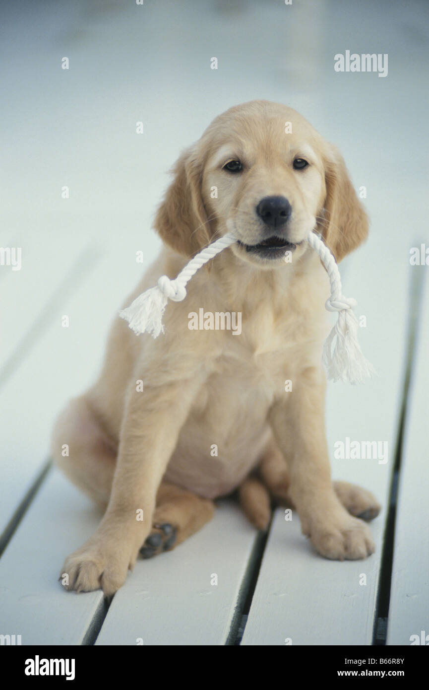 Golden Retriever with Rope in Mouth Stock Photo