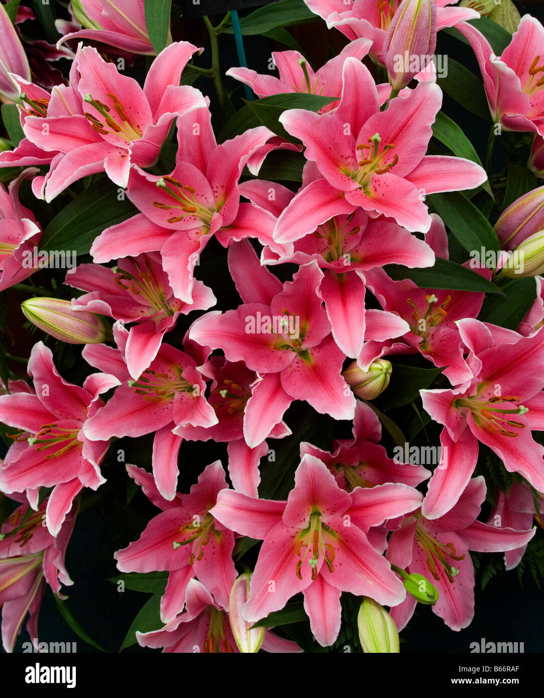 Lily Lilium Oriental Corola Stock Photo - Alamy