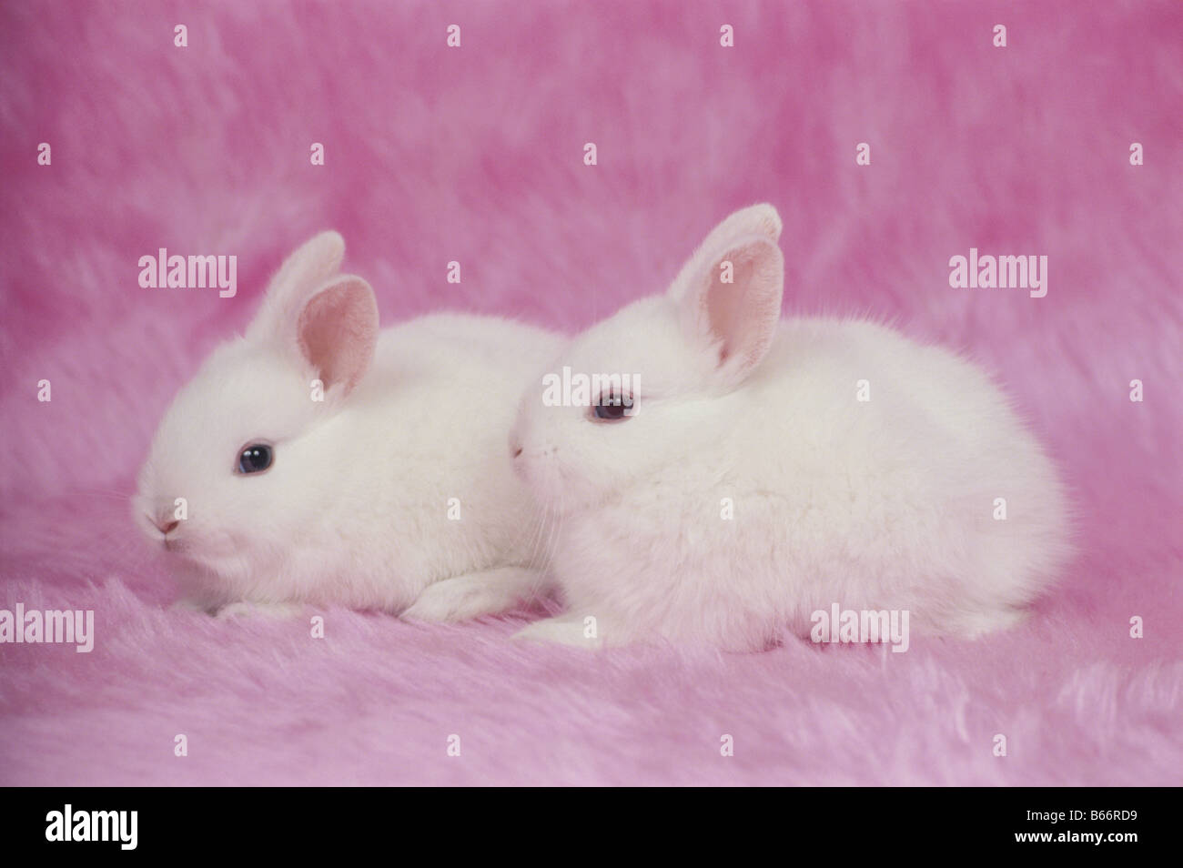 Top 999+ Rabbit Wallpaper Full HD, 4K✓Free to Use