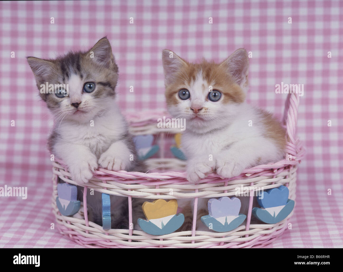 Two Kittens in Basket Stock Photo