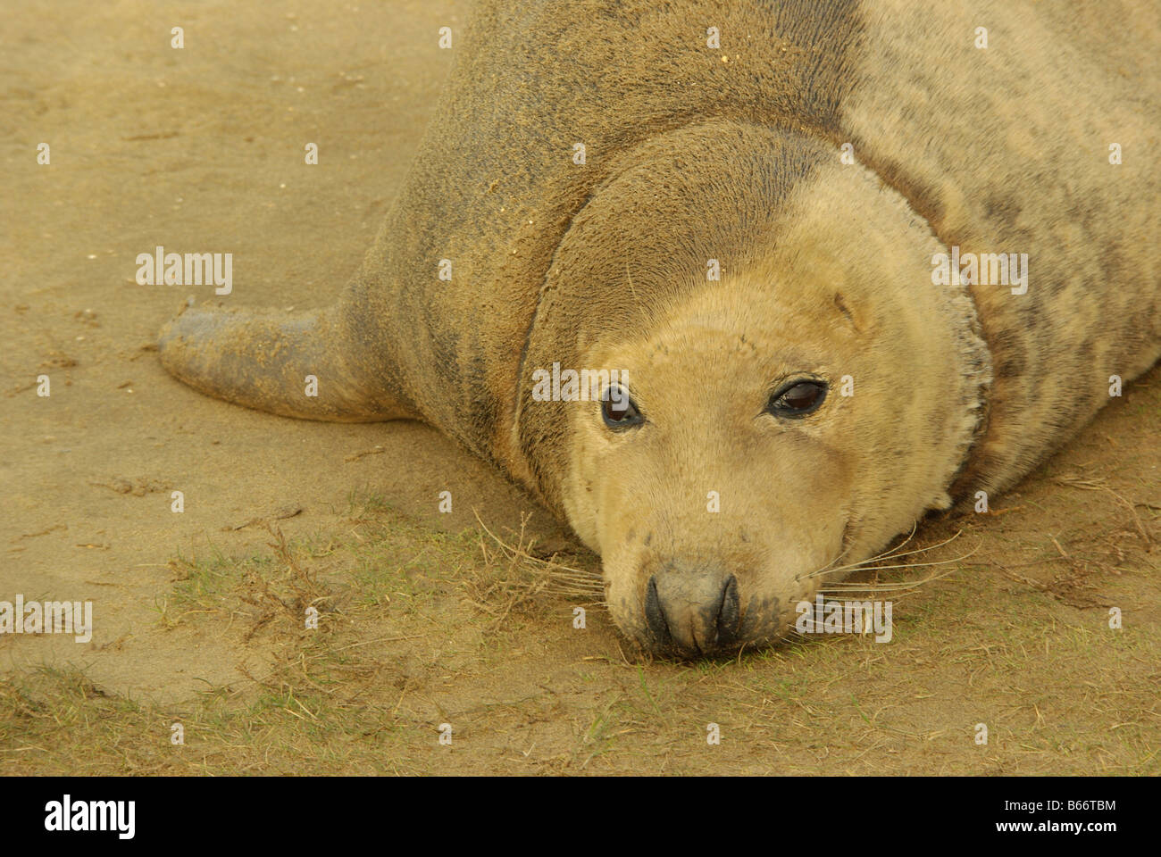 Close up of a grey seal Stock Photo