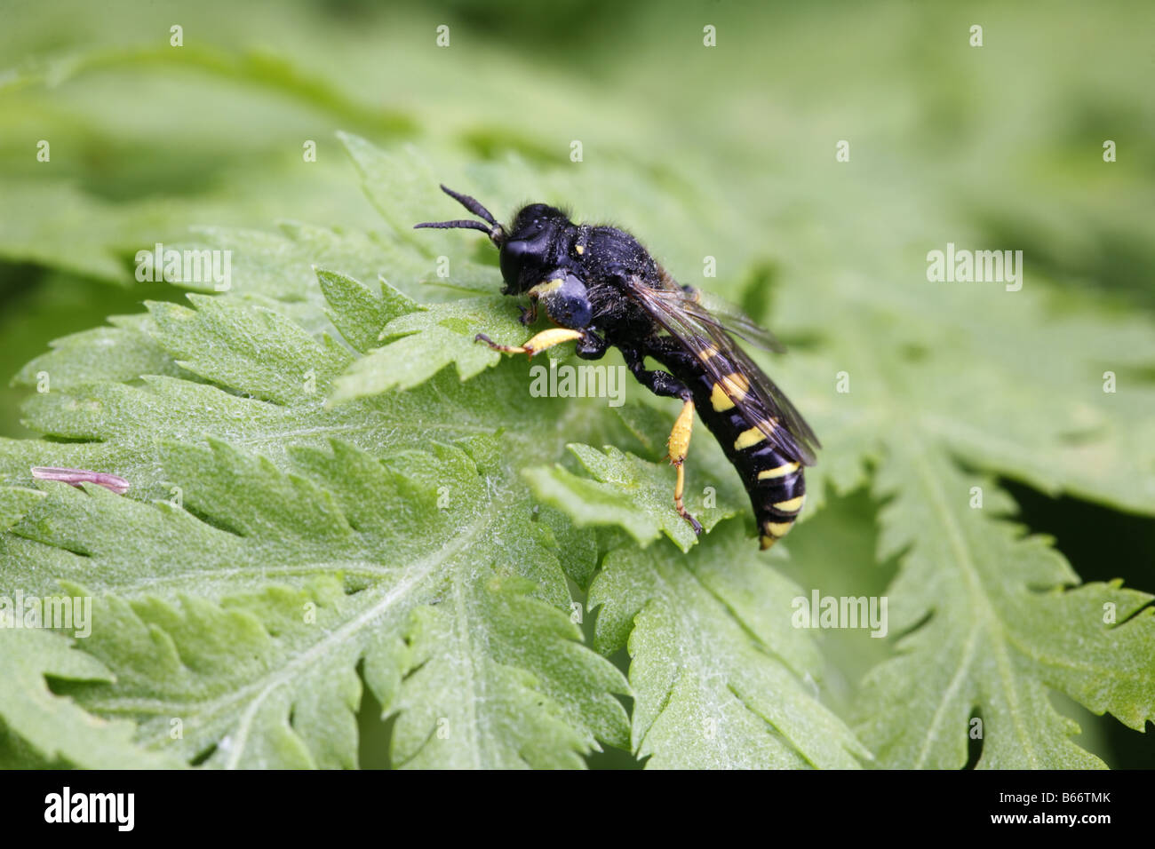 Slender bodied Digger Wasp Crabro cribrarius in Perthshire Stock Photo
